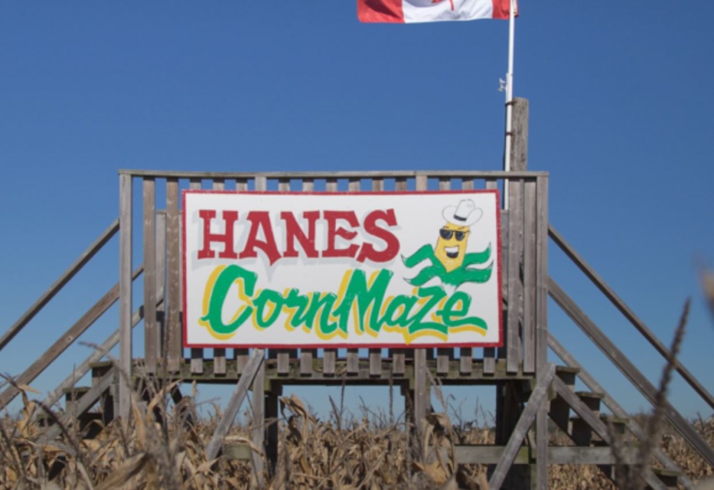 Hanes Corn Maze