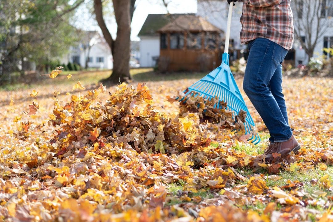 Man raking leaves in backyard